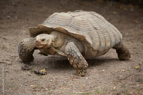 African spurred tortoise (Centrochelys sulcata) © Vladimir Wrangel