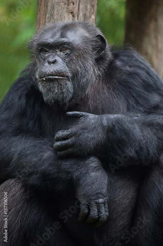 Common chimpanzee (Pan troglodytes) © Vladimir Wrangel