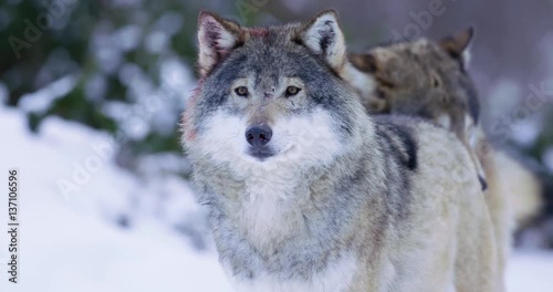 Portrait of wounded alpha wolf curiously looking around