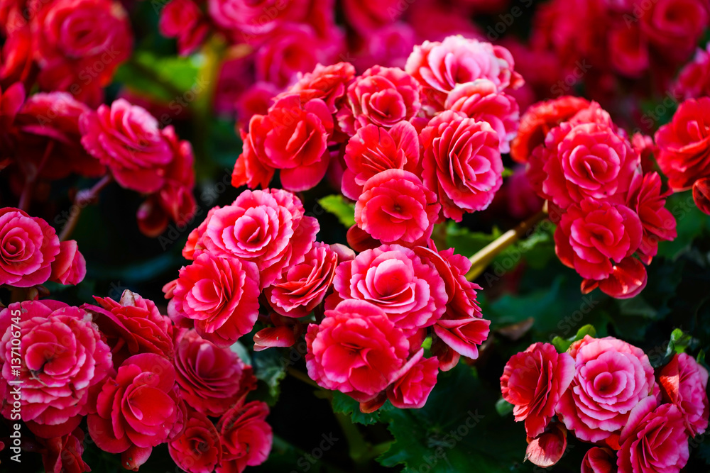 Pink rose bush flowers Pink rose bush flowers