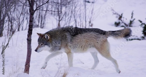 Beautiful alpha wolf patrolling pack territory alone