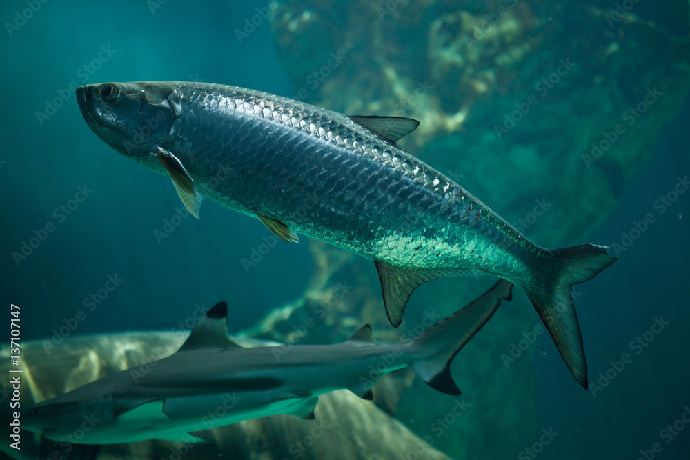 Atlantic tarpon (Megalops atlanticus). Atlantic tarpon (Megalops atlanticus).
