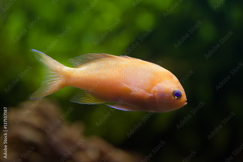 Squarespot fairy basslet (Pseudanthias pleurotaenia) Squarespot fairy basslet (Pseudanthias pleurotaenia)