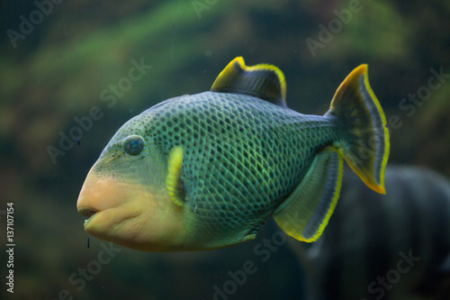 Yellowmargin triggerfish (Pseudobalistes flavimarginatus).