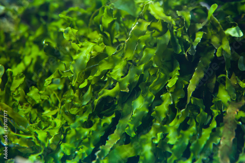 Green seaweed (Ulva compressa). photo