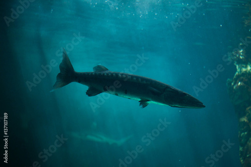 Great barracuda  Sphyraena barracuda 