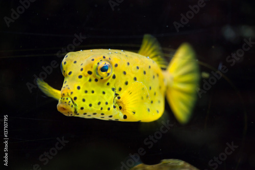 Yellow boxfish (Ostracion cubicus).