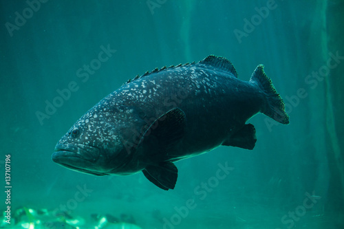 Giant grouper (Epinephelus lanceolatus) © Vladimir Wrangel