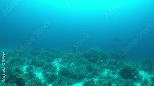 Wallpaper Mural Two Manta rays swimming on a coral reef. 4k footage Torontodigital.ca