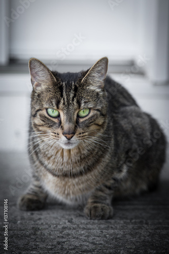 Grey cat with green eyes © Jocelyn