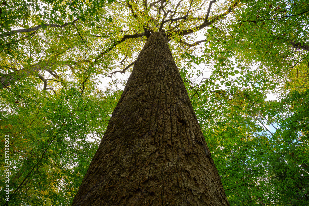 Fototapeta premium The Big Trees of Joyce Kilmer Memorial 