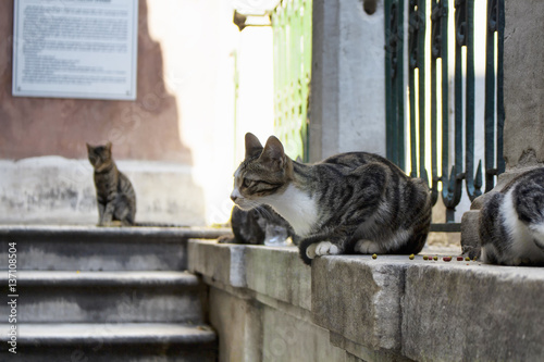 Tabby / striped stray cats. It's Galata area of Beyoglu district in Istanbul