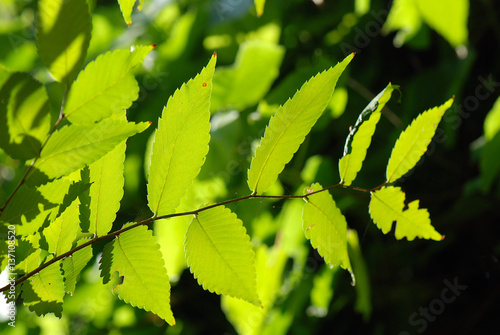 HOJAS DE UN ÁRBOL. AL TRASLUZ photo