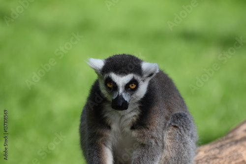 Lemur © https://agentur.rock