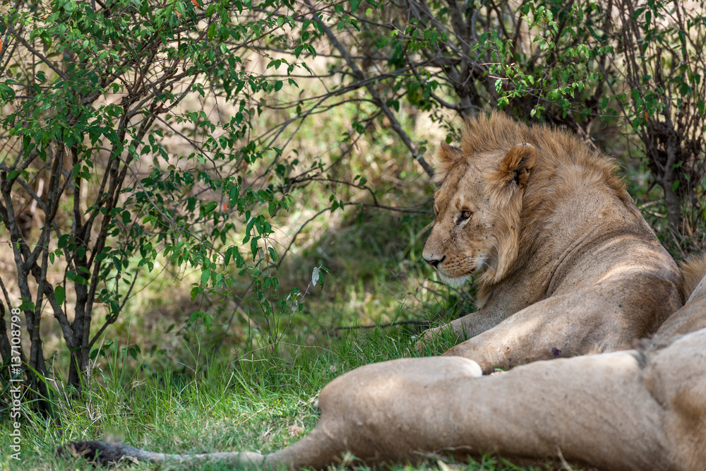 Lion Lion