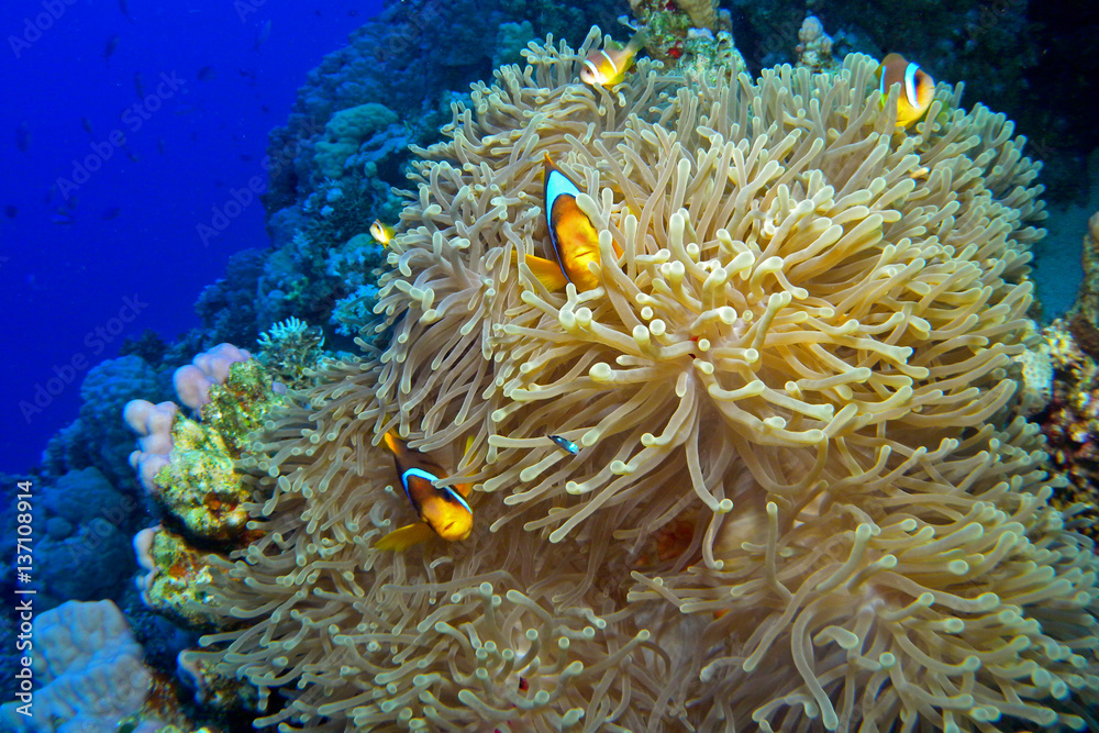 Red Sea Anemonefish / I shot this beautifull anemone with anemonefishes at Panorama Reef, This incredible fishes play and look very happy, 25m depth. Red Sea Anemonefish / I shot this beautifull anemone with anemonefishes at Panorama Reef, This incredible fishes play and look very happy, 25m depth.