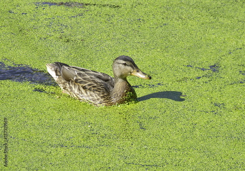 A duck swims among marsh plants such as duckweed. 