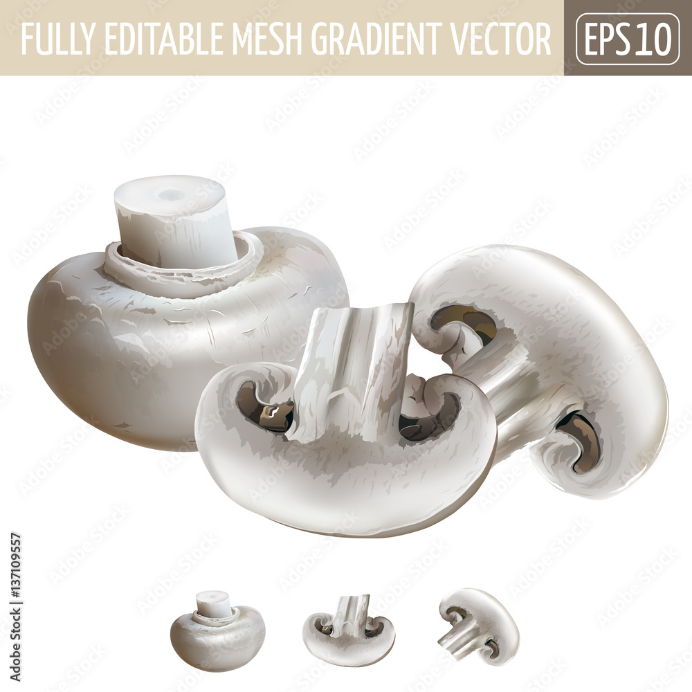 Obraz premium Champignon on white background. Vector illustration