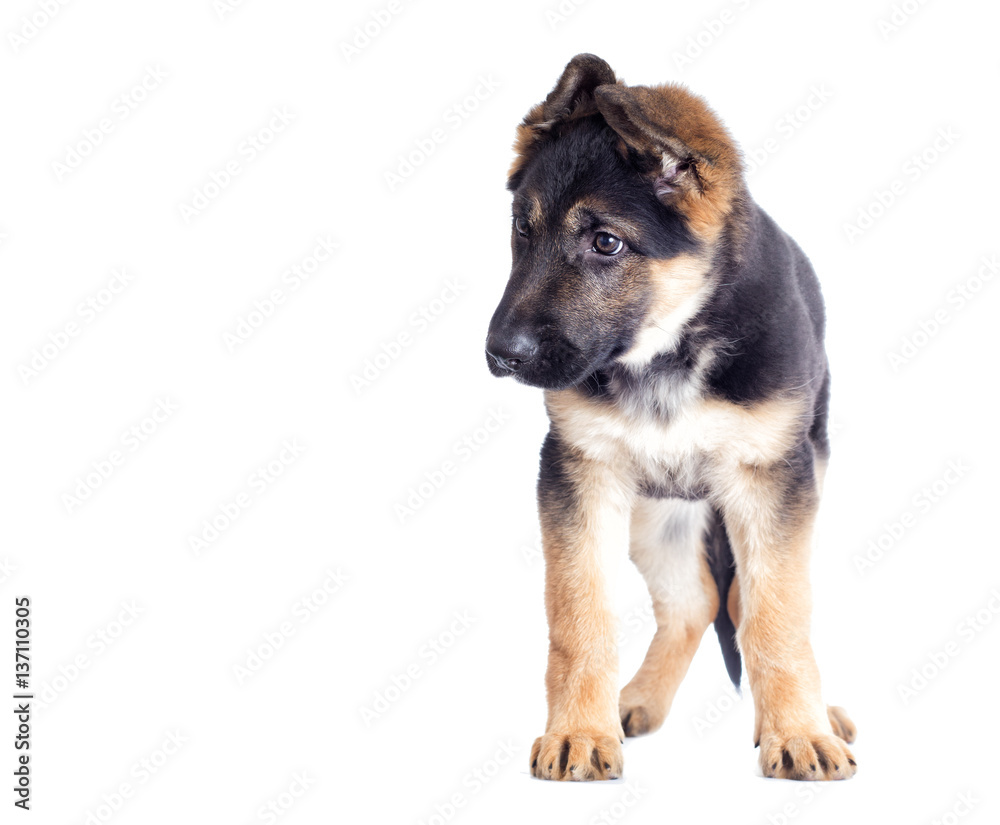 Shepherd puppy looking at the white background Shepherd puppy looking at the white background