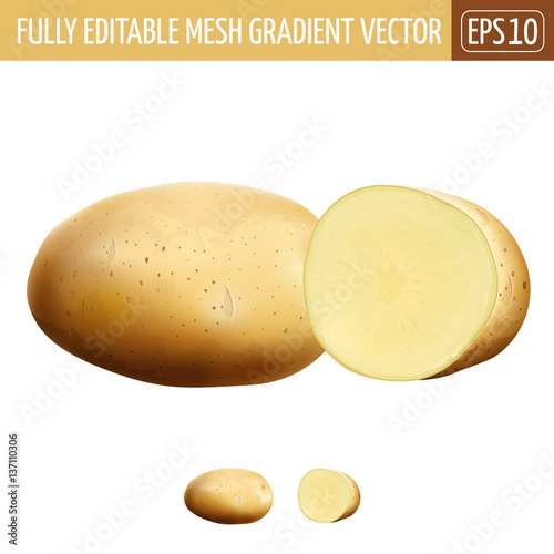 Potatoes on white background. Vector illustration