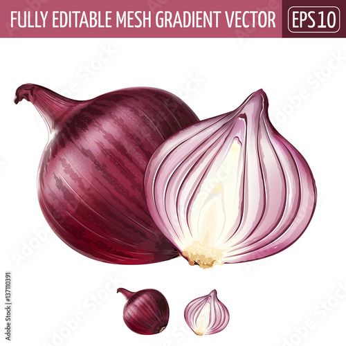 Red onion on white background. Vector illustration