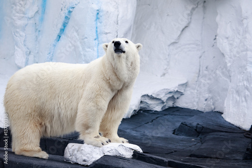 White Bear