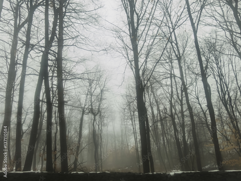 foggy forest foggy forest