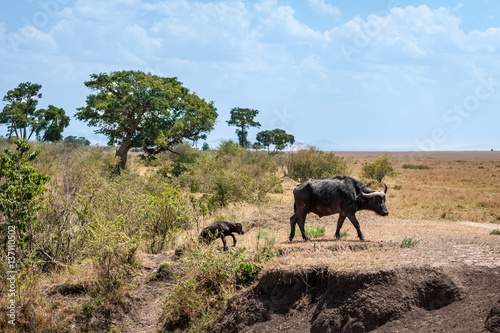 buffalo