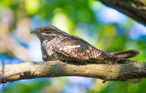 European Nightjar on the branch