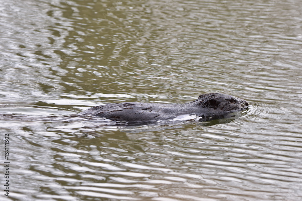 european beaver,Otrokovice,Czech republic european beaver,Otrokovice,Czech republic