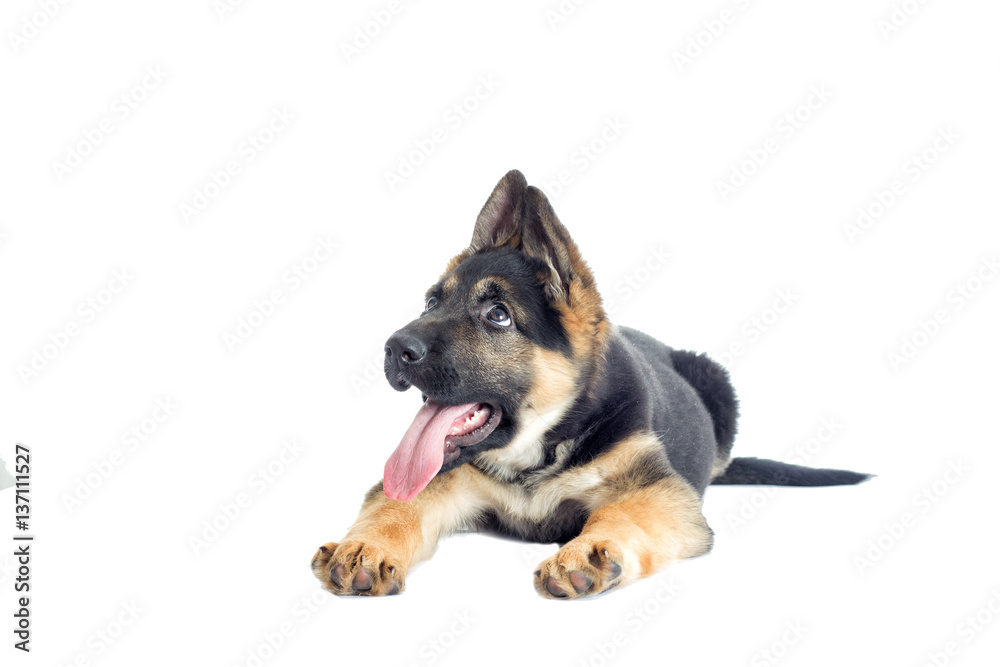 Shepherd puppy looking at the white background Shepherd puppy looking at the white background