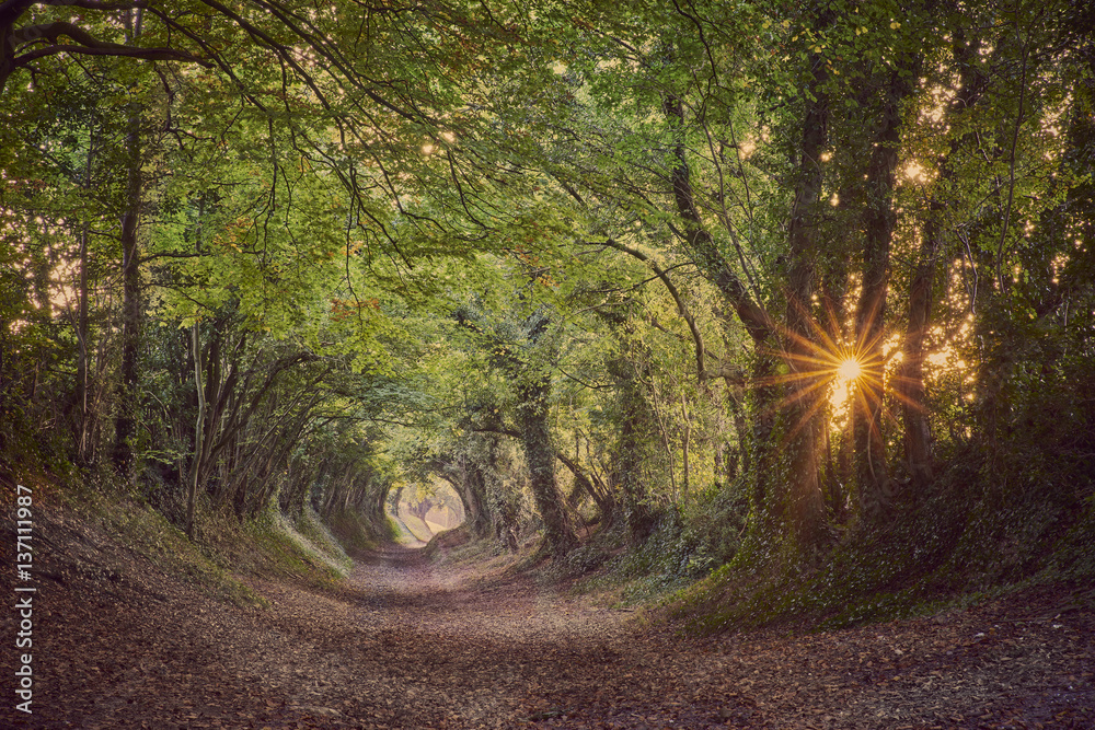 Naklejka premium Halnaker ancient green lane in West Sussex in autumn