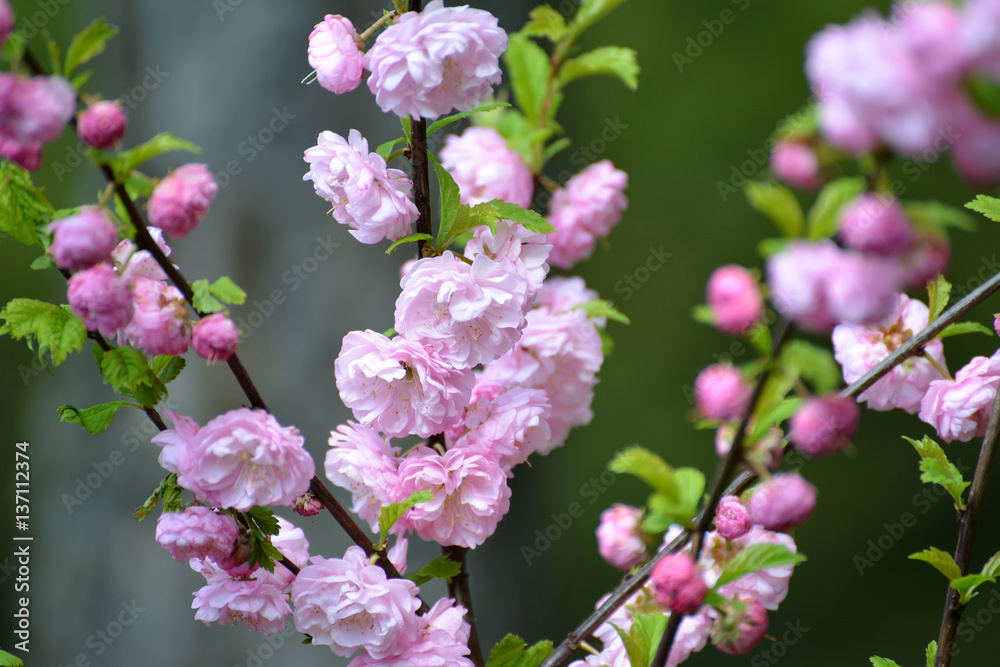 The blossoming almonds three-blade (Prunus triloba Lindl.), close up The blossoming almonds three-blade (Prunus triloba Lindl.), close up