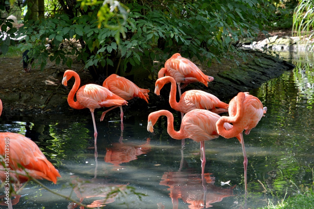 Fototapeta premium Groupe de Flamands roses les pattes dans l'eau