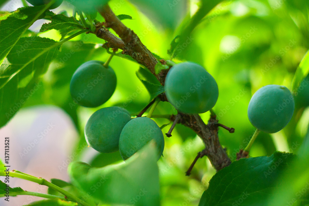 unripe plums on the tree. Closeup unripe plums on the tree. Closeup