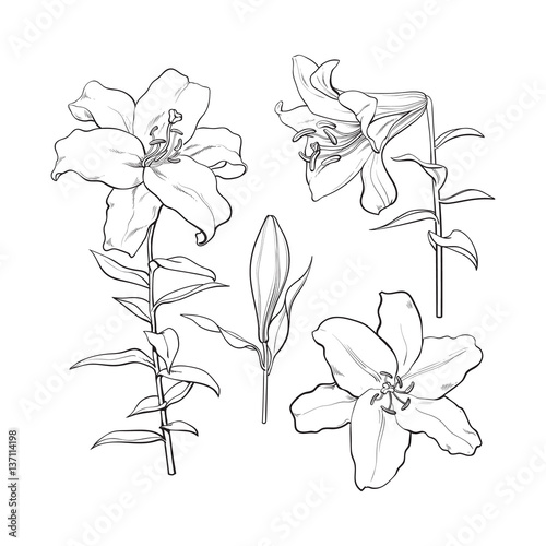 Set of hand drawn white lily flowers in side and top view, sketch style vector illustration isolated on white background. Realistic hand drawing of white lily, wedding, easter flower, symbol of love