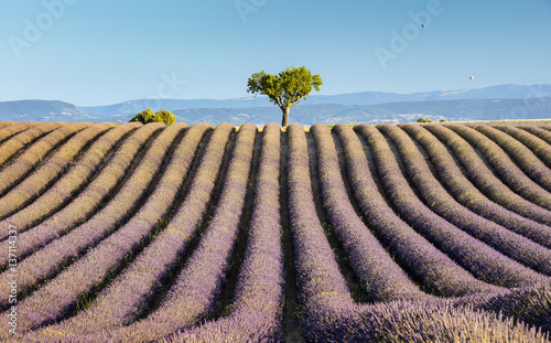 rows of lavender and single tree on horizon
