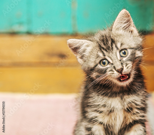 Cute kitten and a wooden white board.