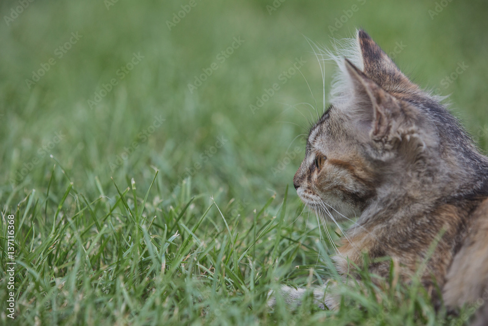 Kitten sitting in grass.