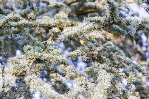 Winter time in a local park