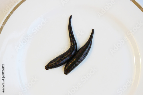 medical leech Hirudo medicinalis on a white background. two medicinal leeches. hirudotherapy, as a method of blood thinning for thromboembolism. photo