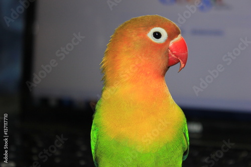 Agapornis1