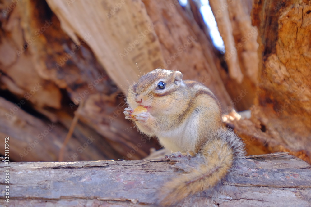 クルミを頬張る野生のシマリス　