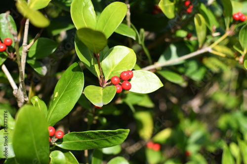 bearberry, arctostaphylos uva-ursi