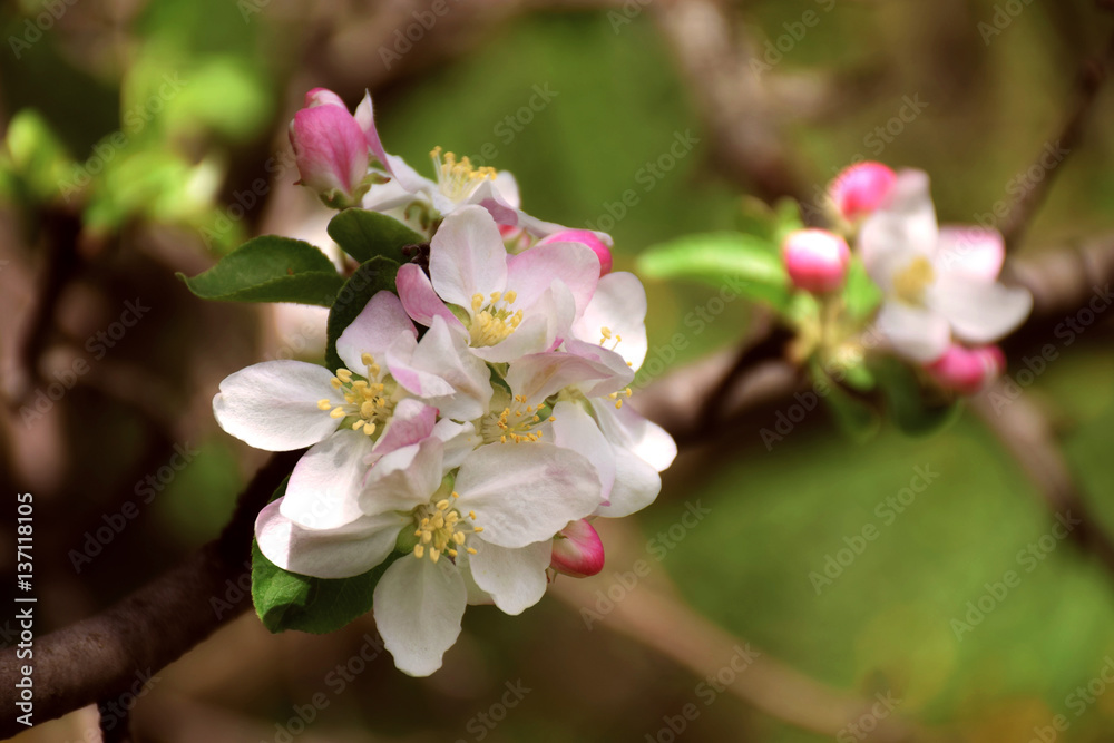 Apple blossom close-up. Spring. A new beginning. Lovely season. Apple blossom close-up. Spring. A new beginning. Lovely season.