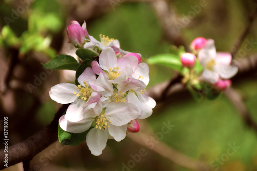 Apple blossom close-up. Spring. A new beginning. Lovely season.