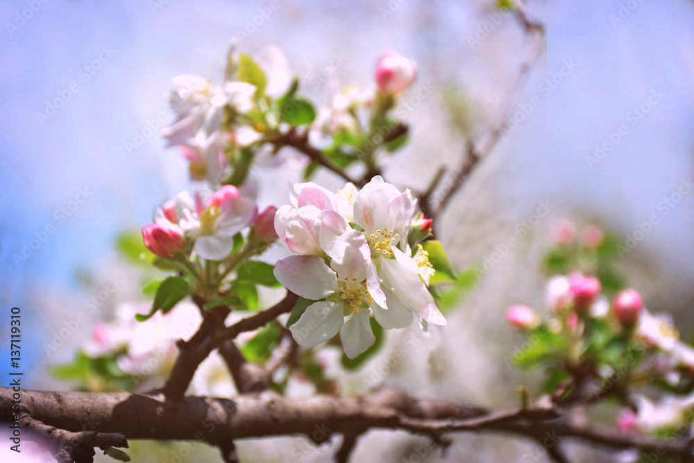 Apple blossom close-up. Spring. Dawn. A new beginning.