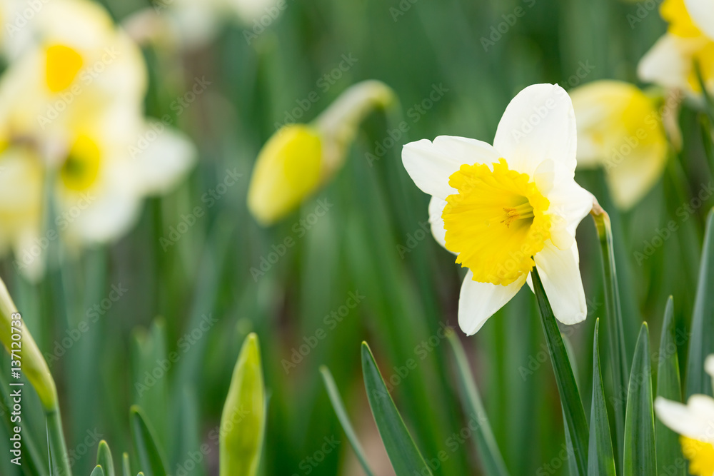 Narcissus blossom Narcissus blossom