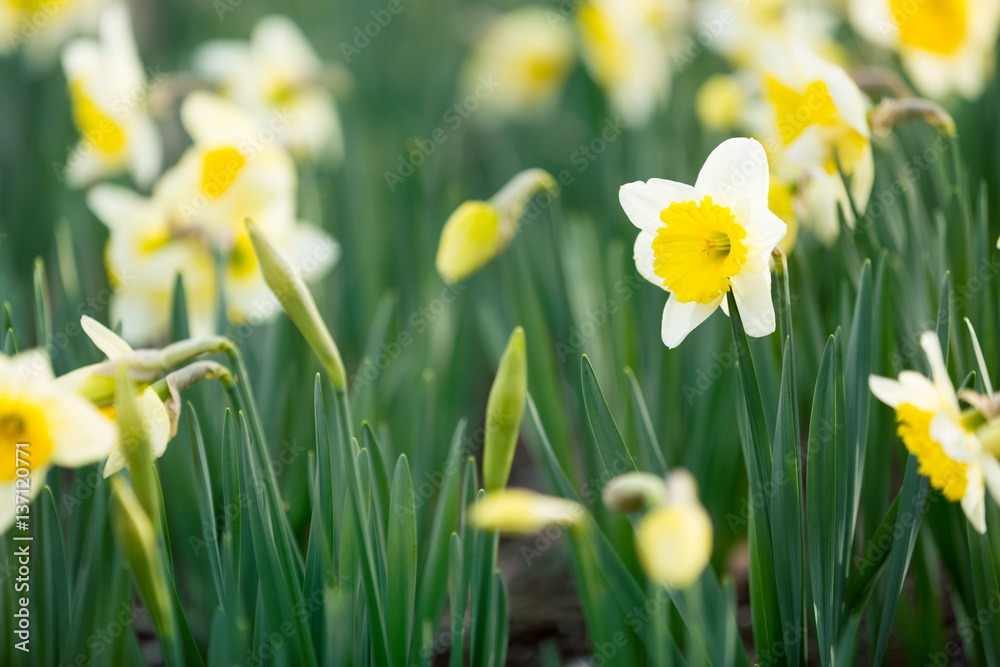 Narcissus blossom Narcissus blossom