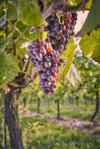 Black grapes growing on the vine in an English vineyard on the South Downs